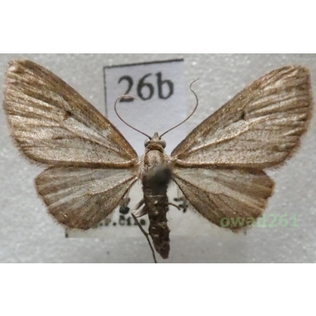 Eupithecia tripunctaria Herrich-Schäffer, 1852 Czech26d